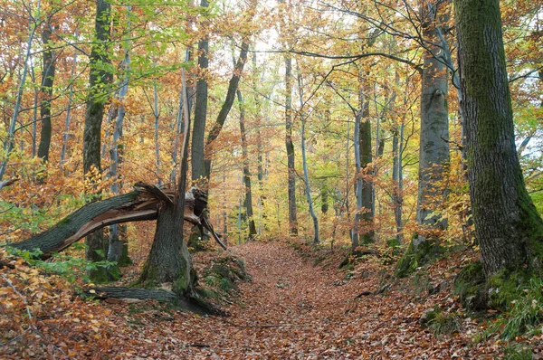 Piękne Drzewa Lesie Autumnal — Zdjęcie stockowe