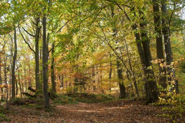 Sonbahar ormandaki güzel ağaçlar