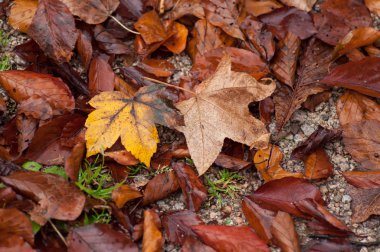 doku kentsel park yere düşen ıslak sonbahar yaprak