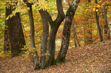 Sonbahar ormandaki güzel ağaçlar