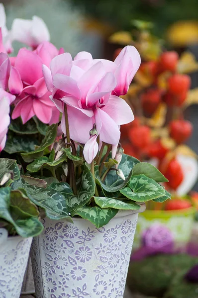 Closeup Růžový Brambořík Květinářství — Stock fotografie