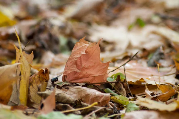 Textuur Van Herfst Bladeren Die Vallen Grond Het Bos — Stockfoto