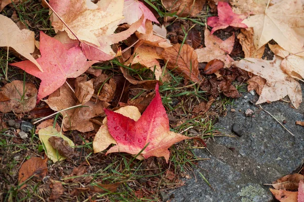 都市公園における床の上に落ちて濡れて紅葉のテクスチャ — ストック写真