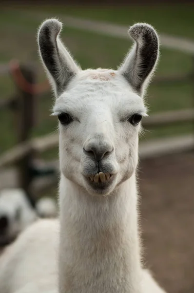 Nahaufnahme Eines Lustigen Lama Porträts Auf Einem Bauernhof — Stockfoto