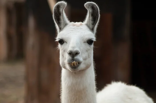 Närbild Roliga Porträtt Lama Gård — Stockfoto