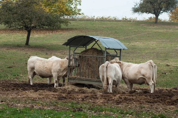 Grupo Vacas Brancas Comendo Palha Prado — Fotografia de Stock