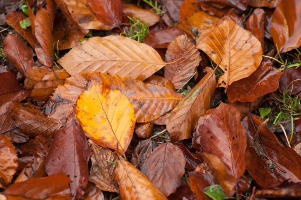 Nasses Herbstlaub Fällt Stadtpark Auf Den Boden — Stockfoto