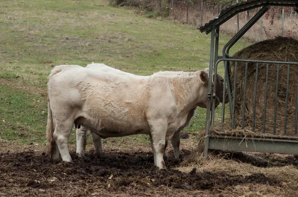 Dos Vacas Blancas Comiendo Paja Prado —  Fotos de Stock