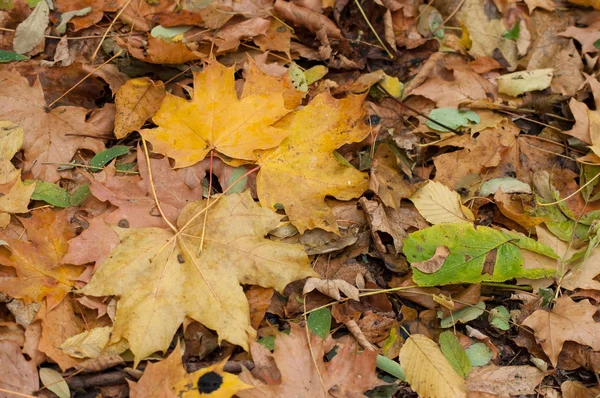 Textura Podzimní Listí Padají Zem Lese — Stock fotografie