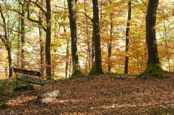 Wooden Bench Beautiful Trees Autumnal Forest — Stock Photo, Image