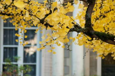 ginkgo biloba sonbahar yaprakları bahçe içinde closeup