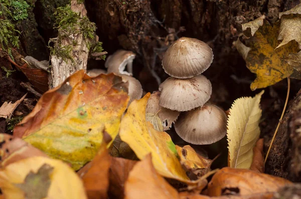 Gros Plan Petits Champignons Sur Souche Dans Forêt — Photo