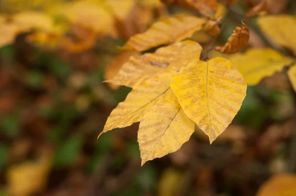 Zbliżenie Jesiennych Buk Liści Lesie — Zdjęcie stockowe