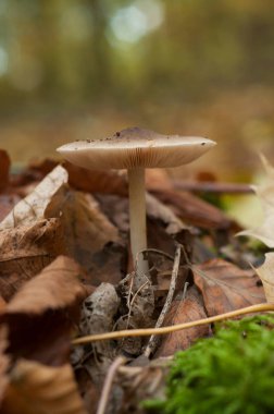 portre ormandaki küçük mantar