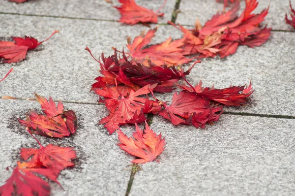 Nahaufnahme Herbstlicher Ahornblätter Auf Kopfsteinpflaster Der Straße — Stockfoto