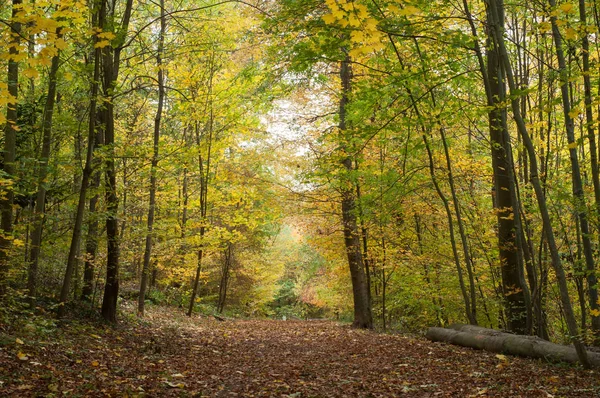 Árboles Hermosos Bosque Otoñal — Foto de Stock