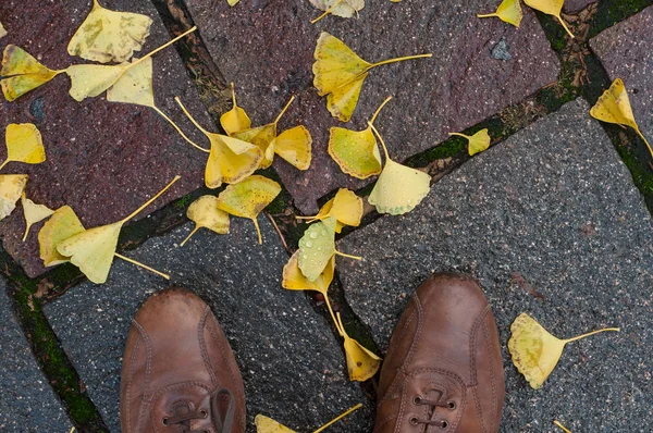 Primer Plano Zapatos Cuero Sobre Hojas Ginkgo Biloba Automáticas Mojadas —  Fotos de Stock