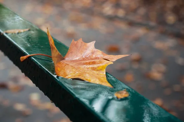 Closeup Rain Drops Maple Leaf Metallic Fence Public Garden — Stock Photo, Image