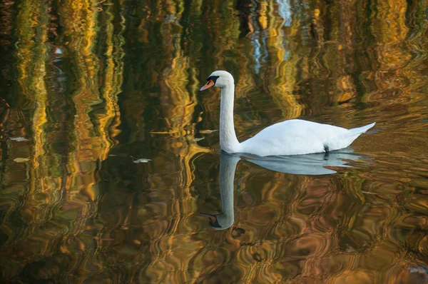 秋の夕日の反射で湖を泳ぐ白鳥の肖像画 — ストック写真