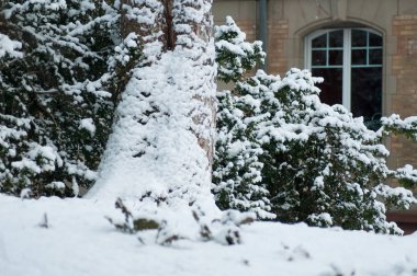 bir ağaç gövdesi kentsel park günü kar perakende 