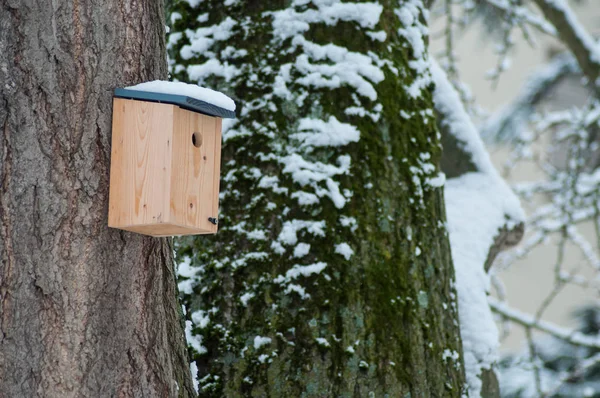 Gros Plan Nichoir Couvert Neige Dans Parc Urbain — Photo