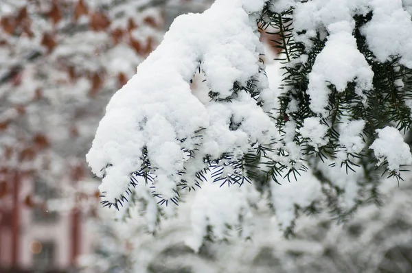 Gros Plan Neige Sur Une Branche Cèdre Dans Parc Urbain — Photo