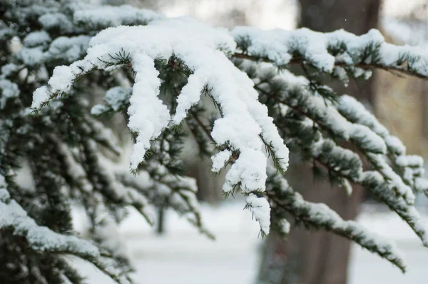 Zbliżenie Śnieg Gałęzi Cedr Parku Miejskim — Zdjęcie stockowe
