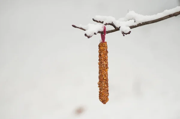 Close Van Zaden Voor Vogels Besneeuwde Tak Stadspark — Stockfoto