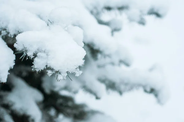 Primer Plano Nieve Una Rama Abeto Parque Urbano —  Fotos de Stock