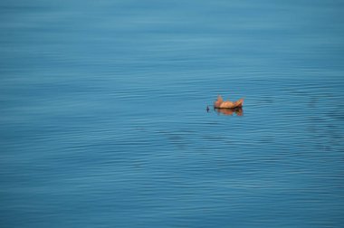 nehir su üzerinde yüzen sonbahar akçaağaç yaprağı closeup 