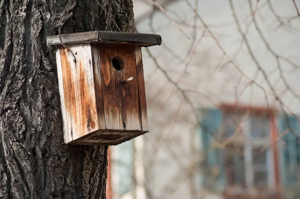 Gros Plan Nichoir Dans Arbre Dans Parc Urbain — Photo