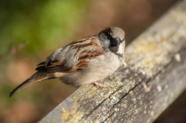 Closeup Sparrow Standing Wooden Fence — Stock Photo, Image