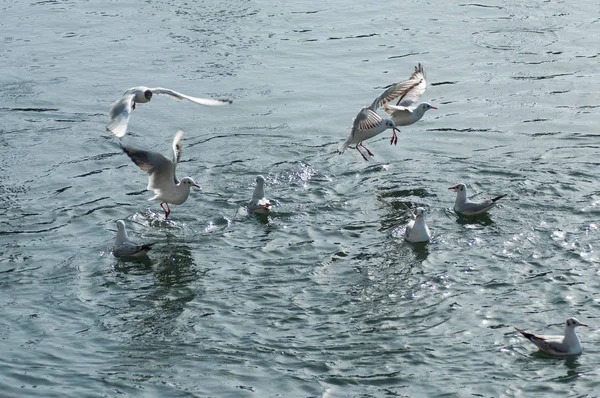 Möwengruppe Wasser — Stockfoto