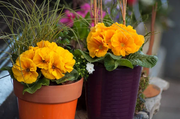 Primer Plano Naranja Primroses Floristería Calle — Foto de Stock