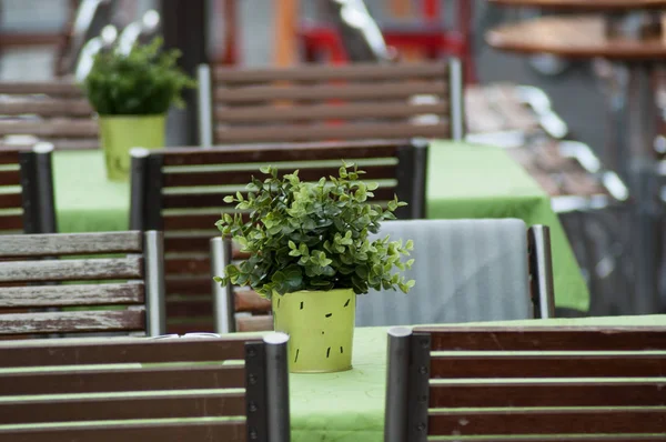 Closeup Artificial Plant Pot Table Terrace Restaurant Street — Stock Photo, Image