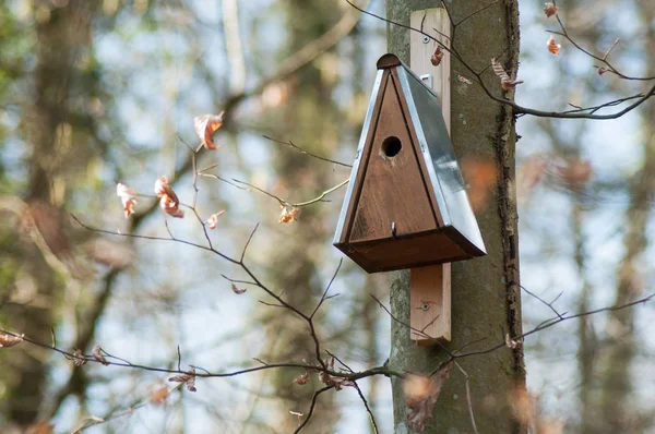 Ahşap Kuş Evi Ormanda Ağaçta Closeup — Stok fotoğraf