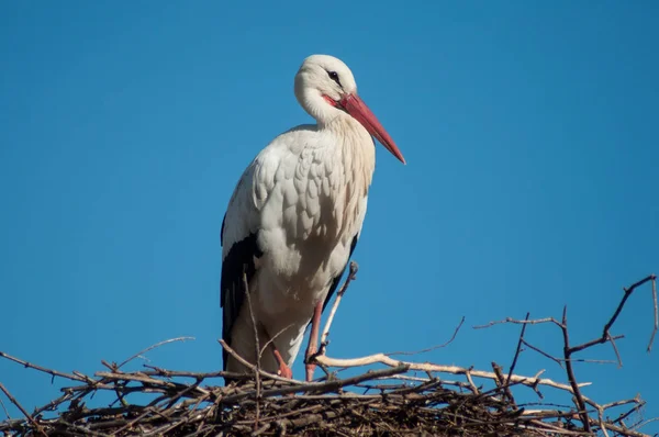 Storchenporträt im Nest auf dem Dach — Stockfoto