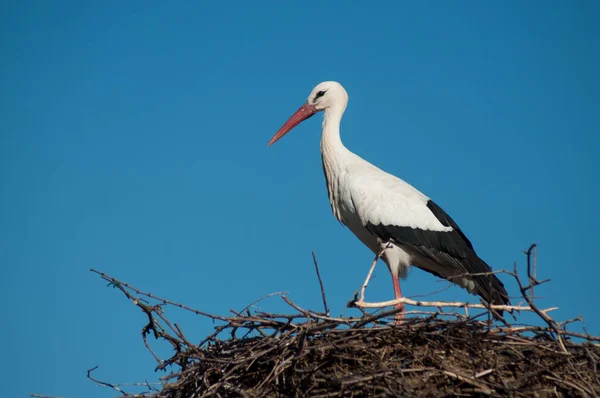 Storchenporträt im Nest auf dem Dach — Stockfoto