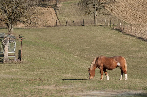 Portret van bruin paard in een weide grazen — Stockfoto