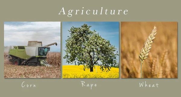Ensemble de champs et paysage de prairies - collage avec texte — Photo