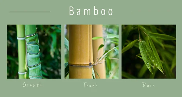 竹子-拼贴画与文本: 成长, 树干和雨 — 图库照片