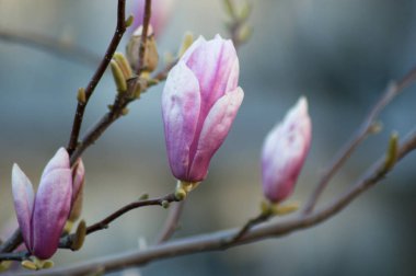 closeup Manolya pembe çiçekler, Bahar