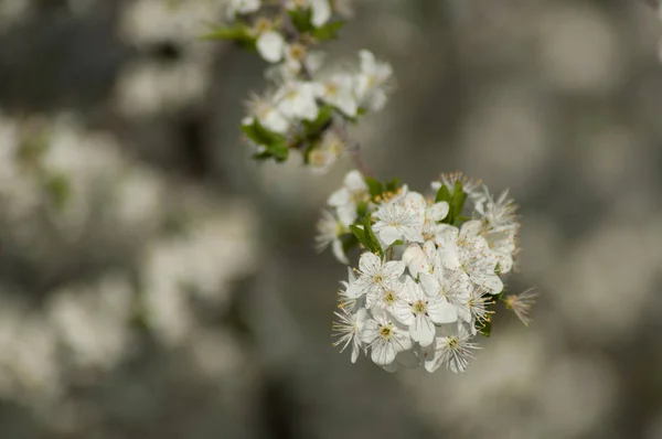 Крупним планом квіти яблуні навесні — стокове фото