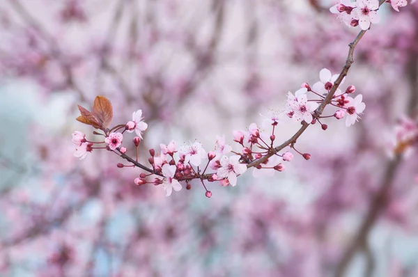 Closeup of pink cherry blossom flowers at spring in a japanese g — Stock Photo, Image