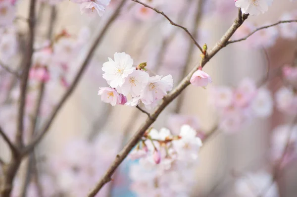 Closeup of pink cherry blossom flowers at spring — Stock Photo, Image