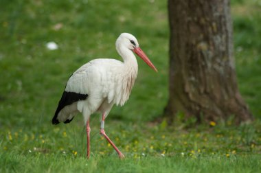 kentsel Park çimenlerin üzerinde yürüyüş leylek portresi 