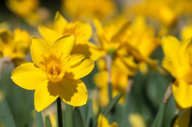 Halka açık bir bahçede sarı nergislere yakın çekim