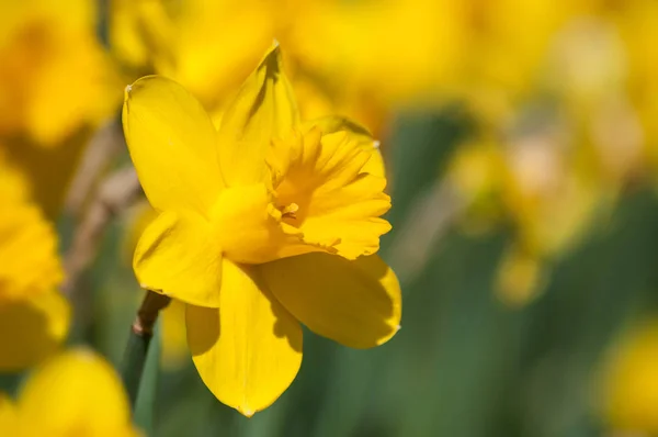 Närbild av gula påskliljor i en allmän trädgård — Stockfoto