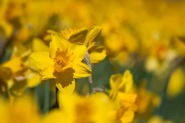 Närbild av gula påskliljor i en allmän trädgård — Stockfoto