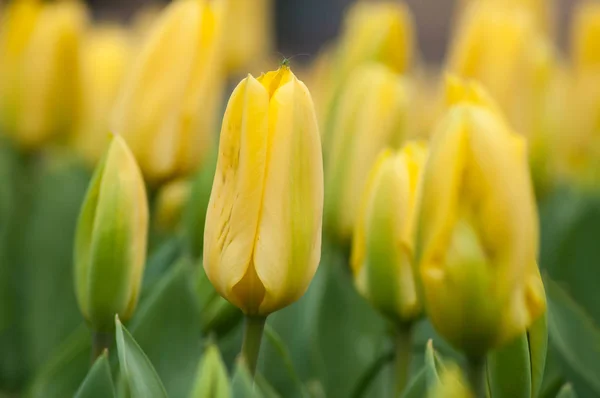 Gruppo di Tulipani gialli in un campo di tulipani — Foto Stock